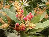 The young nuts are brightly coloured.