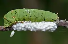 Apanteles sp. cocoons on Papilio demoleus