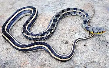Dorsal view