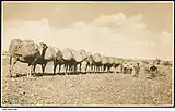 Image 28A camel train in the desert, with each of the camels loaded with two bales of wool from Arrabura Station, 1931. (from Transport in South Australia)