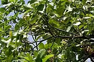 Fruit with leaves in Narsapur, Medak district, India.