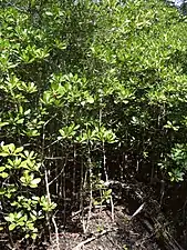 Growth habit