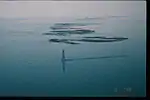 Islands that are flooded and defoliated. The date stamp is "10 1 '98".