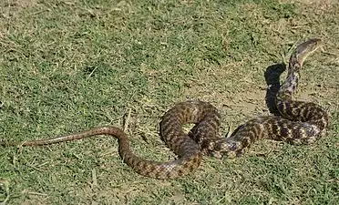 Lateral view
