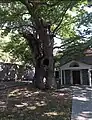 Church of assumption and eternal plane tree. Karyes, Laconia