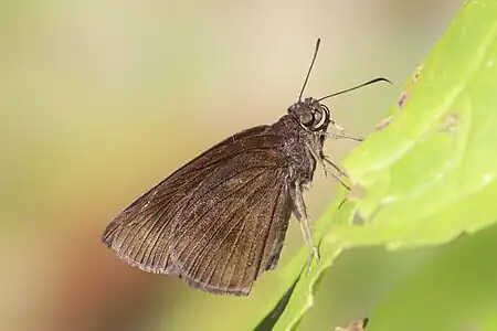 Ventral view
