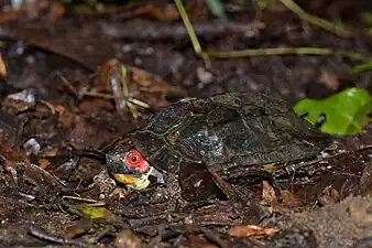 Lateral view