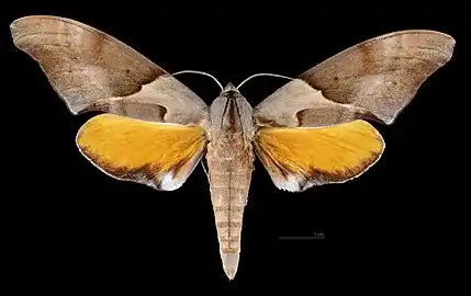 Male dorsal