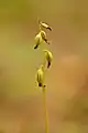 Infructescence