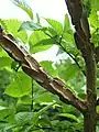 Corky-winged bark