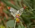 Crimson Tip Colotis danae in  Hyderabad, India. Coat buttons are widely visited by butterflies.