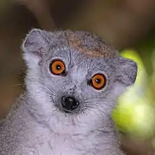 Female
