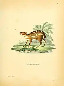 Small brown deer
