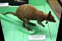 Stuffed brown wallaby