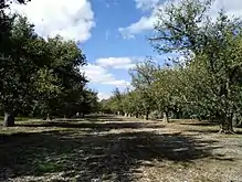 The elm carriageway in South Park Lands, Adelaide, South Australia