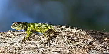 Emerald swift (Sceloporus malachiticus) Finca El Pilar