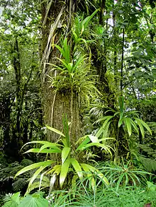 Image 26Rich rainforest habitat in Dominica (from Habitat)