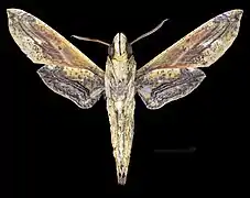 Male ventral