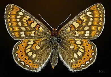 Dorsal side