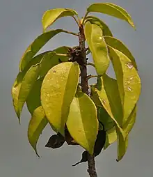 Excoecaria agallocha in Krishna Wildlife Sanctuary, Andhra Pradesh, India