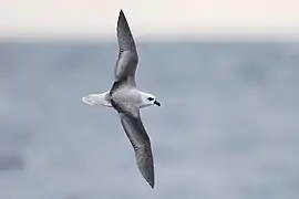 File-Pterodroma lessonii in flight 1 - SE Tasmania 2019