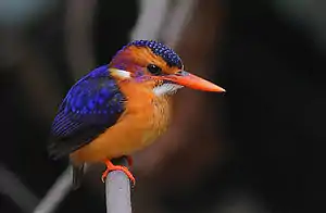 Image 16African pygmy kingfisher, showing coloration shared by all adults of that species to a high degree of fidelity. (from Speciation)