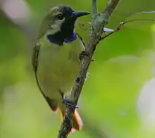 greenish sunbird with yellow undersides and bluish-black face