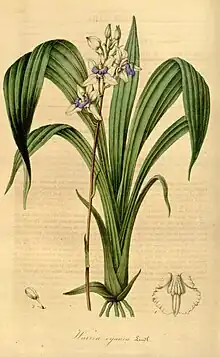 Aganisia cyaneaIllustration in:Charles Lemaire and others:"Flore des serres et des jardins de l’Europe",volume 1(1845)