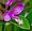 Polygala paucifolia, fringed milkwort, Peninsula State Park