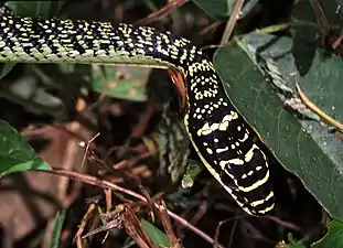 Head