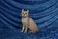 Show champion Highlander, mink spotted tabby