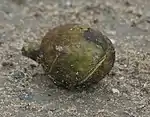 The image shows rounded sides of a green fruit set on a muddy ground.