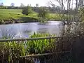 The headwater of the River Nene, on the north east slope of Arbury Hill in 2008