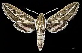 Male dorsal view