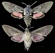 Hyles vespertilio