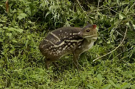 Small brown deer