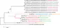 Phylogenetic relationships