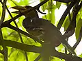This bird fledged minutes before it was photographed
