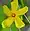 Hypericum kalmianum, Kalm's St. Johnswort, Moonlight Bay vicinity