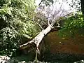 Fallen treen in the churchyard of Kogel Church