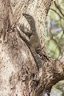 Lace monitor, Kindra State Forest