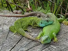 A lizard, Lacerta viridis