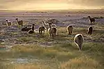 Llamas in the sunset near San Pedro de Atacama