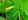 Uvularia grandifloria, large-flowered bellwort, Ellison bluff