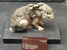 Gray hare