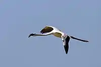 Juvenile in flight, Madagascar