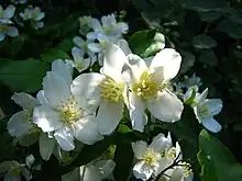 A cluster of flowers with four white petals each, along with yellow stamens in the center of each.