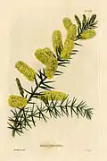 535 Acacia verticillata
