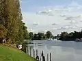 Image 21The lower end of the Staines-upon-Thames reach of the Thames, showing typical trees of the next reach and Penton Hook Island, a small nature reserve. (from Portal:Surrey/Selected pictures)