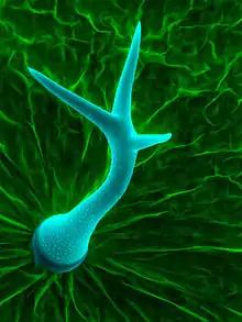 Scanning electron micrograph of a trichome